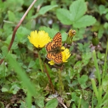 DSC_0634.JPG