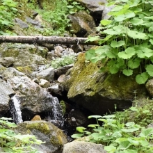 DSC_0625.JPG