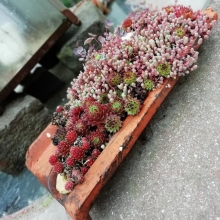 IMG_20190427_070555.JPG